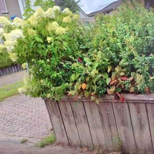 Geschakelde bloembakken